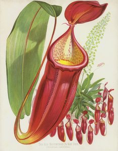 El Nepenthes rojo, Nepenthes Sanguinea de English School